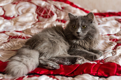 Trauma and Sleep: Things You Should Know